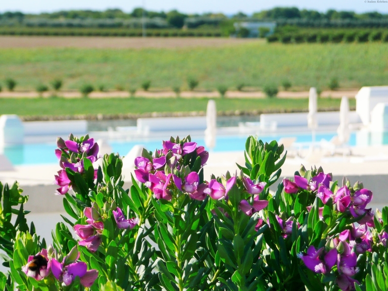 Apulien Masseria Bagnara Lizzano Landhaus typisch Pool Meernähe Garten Pool