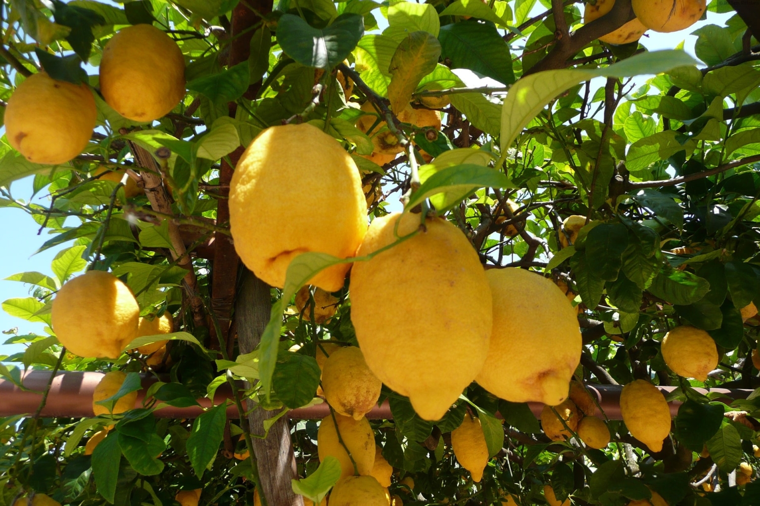 Kampanien Amalfiküste Zitronen Zitrus Genuss