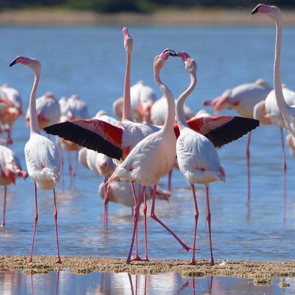 Sardinien Natur Genuss bunt Schönheit Landschaft Flamingo rosa