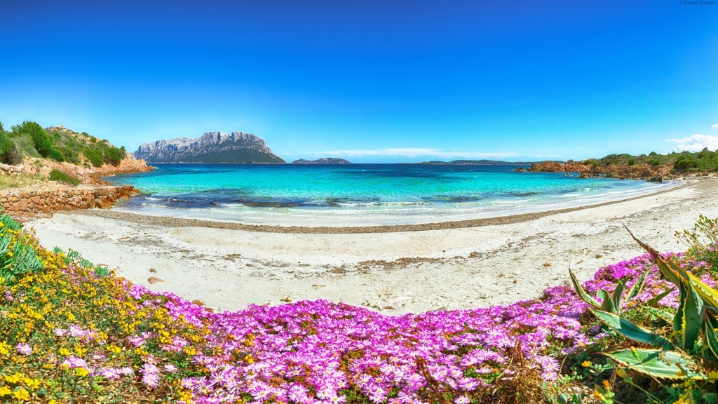 Sardinien Natur Genuss bunt Schönheit Landschaft Tavolare Bucht Strand Blüten rosa gelb