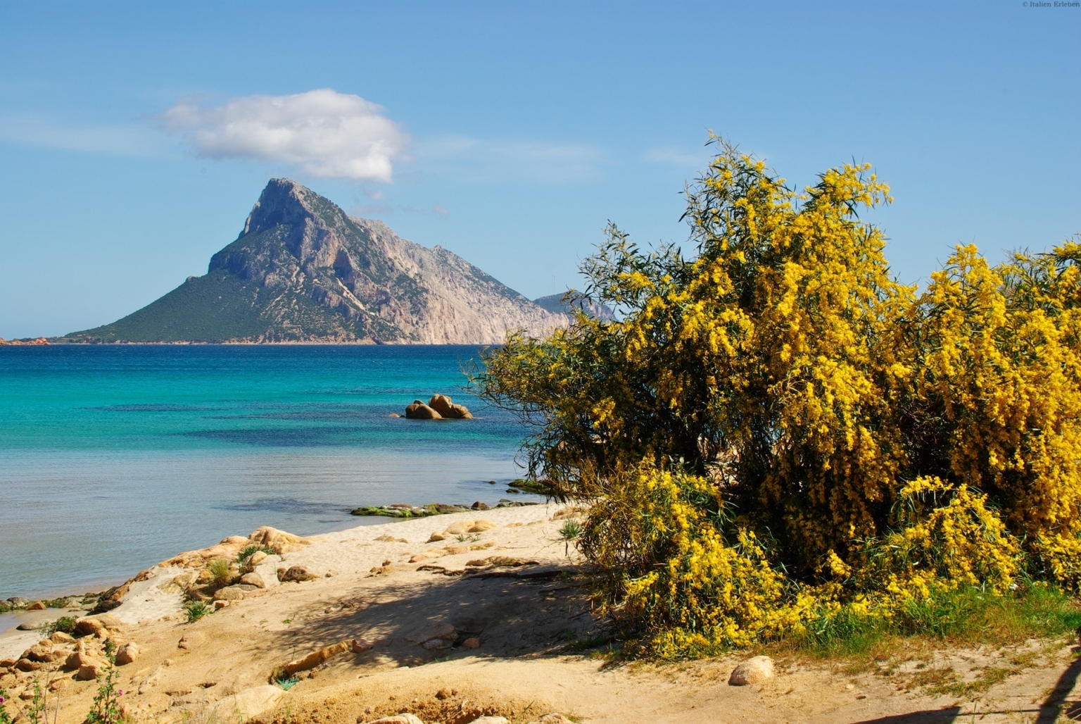 Sardinien Natur Genuss bunt Schönheit Landschaft Tavolara Baum Blüte gelb
