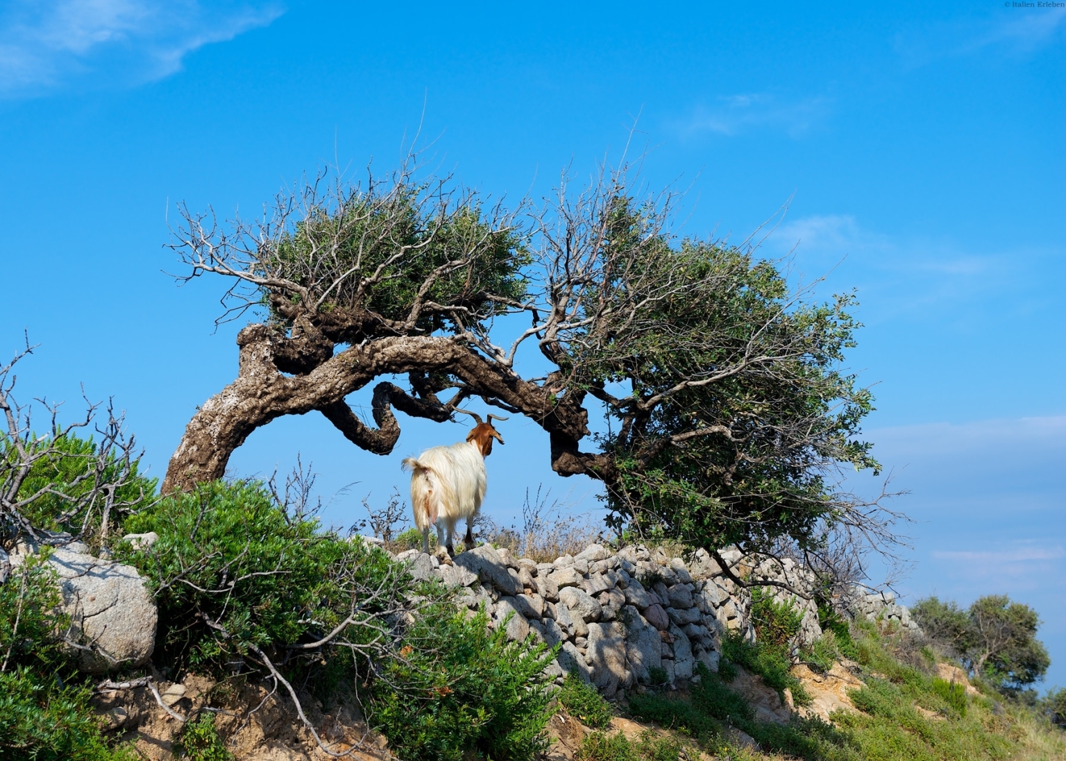 Sardinien Natur Genuss bunt Schönheit Landschaft Liege Baum