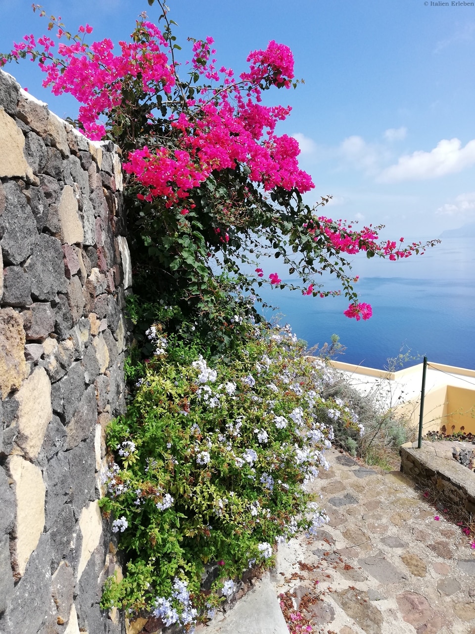 Sizilien Äolische Inseln Filicudi Gasse rosa Blüte Küste