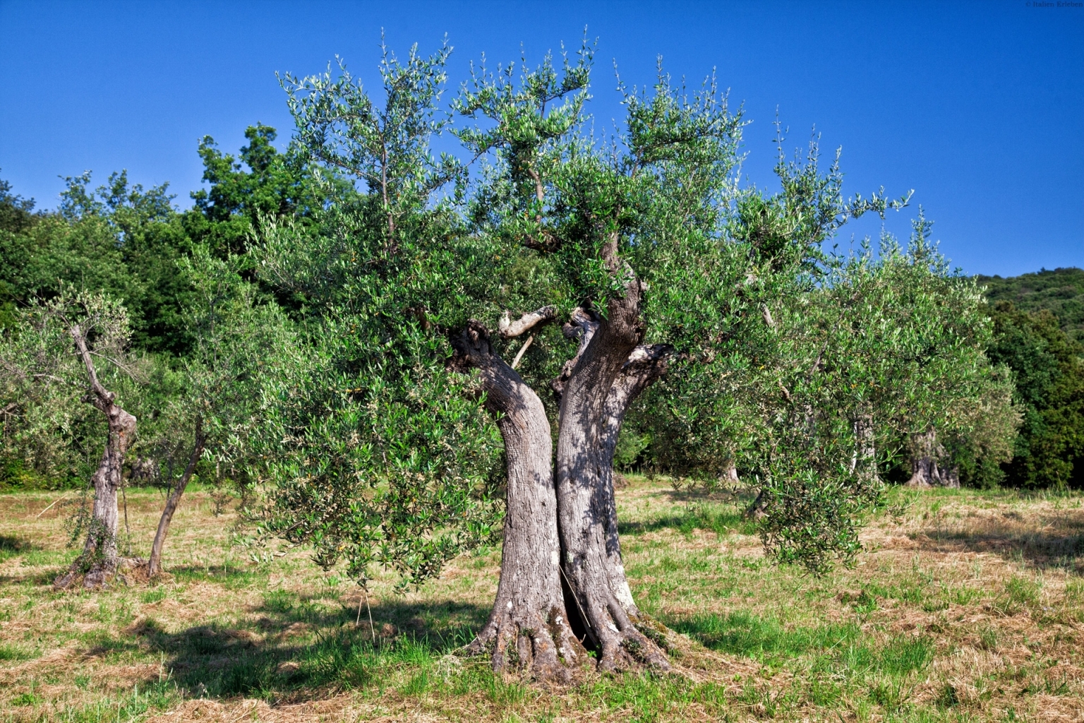 Apulien Kultur steinerne Monumente Olivenbaum Oliven